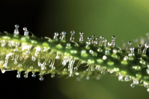 what-are-trichomes